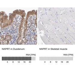 NAPRT1 Antibody, Novus Biologicals:Antibodies:Primary Antibodies